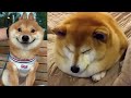 Shiba Inu Are So Cute And Funny 2020 Best Shiba Videos