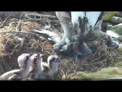 Osprey Feeding of Three Chicks