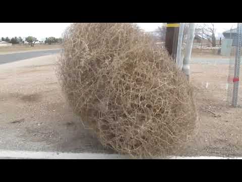 tumbling tumbleweed