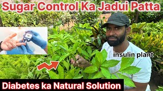 Doctor Bhi Kehte Hain Ye Patta Sugar Ko Kam Karne Mein Madadgar/insulin.plant