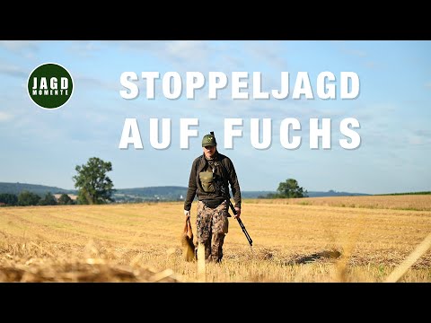 Fox hunting in July | Hunting Moments