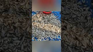 Unbelievable fishing video