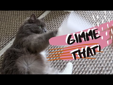 Cats Funny Reaction To Being Fanned | It's Too HOT