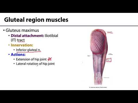 MSK Lower Limb - Gluteal Region Muscles