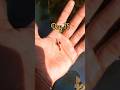 Guppy Fry Growth From Day 1 To 90 Transformation Beforeandafter Guppies Trending Aquarium
