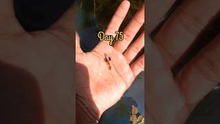 Guppy fry growth from Day 1 to 90 #transformation #beforeandafter #guppies  #trending #aquarium