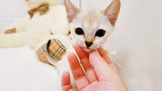 シンガプーラの動画01