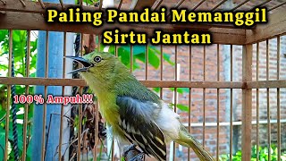 Download lagu Jagonya manggil jantan! Sirtu betina gacor birahi suara paling ampuh untuk mancing bunyi Sirtu gacor mp3
