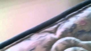 How to Kill Bedbugs, When Everything Else Has Failed