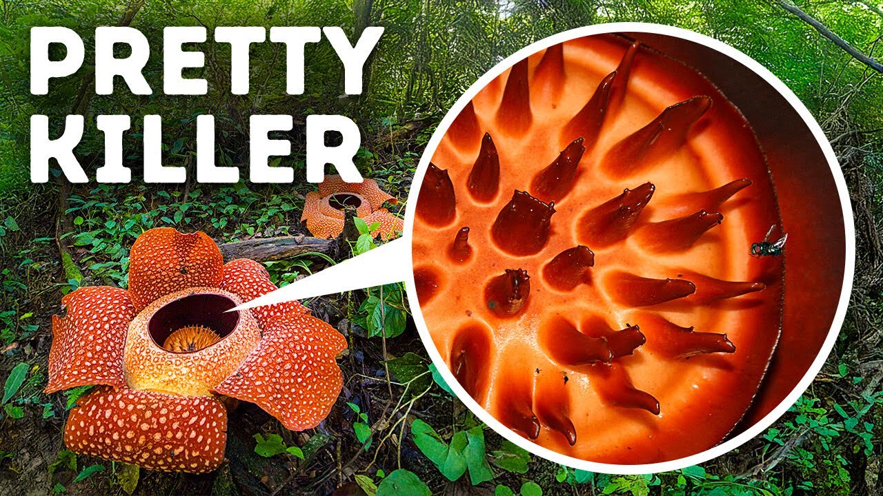 Secrets of Nature You Won’t Find in Biology Textbooks