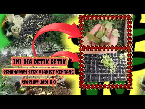 , title : 'Ini dia Proses penanaman stek planlet kentang sebelum jd G,0'