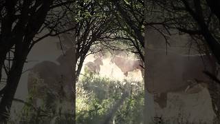 Das sind die Momente, die das Jägerherz höher schlagen lassen! 🍃Equipment Halter: Saltstone 👌🏻