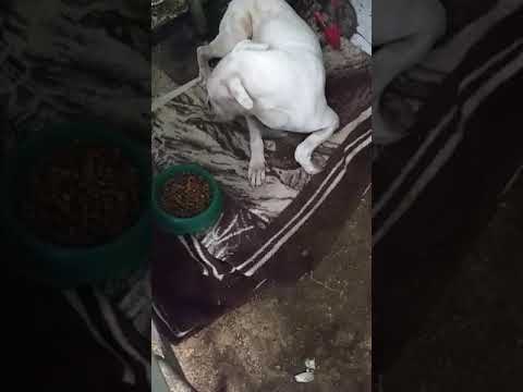 después de convulsionar logré salvarlo