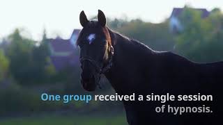 Can Hypnosis increase horse riding confidence ? Research results