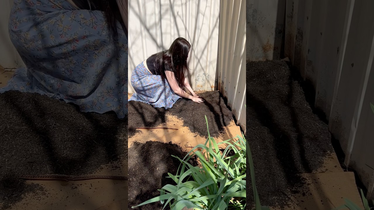 Using The Cardboard Method To Prep A Garden Bed 🌻 #gardening #gardeningtips #gardeninginspiration - YouTube