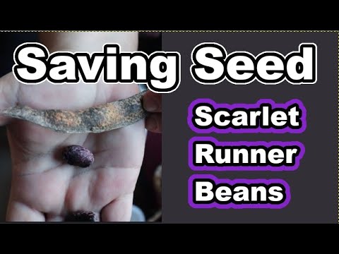 Winter BEAN HARVEST & SEED SAVING Scarlet Runner Pole Beans IN JANUARY #SAVINGSEEDS #homesteadgarden