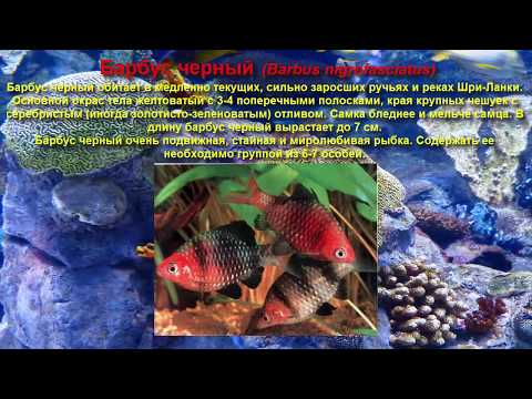 Топ самых красивых аквариумных рыбок.  Барбусы
