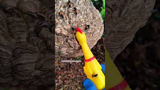 Download lagu Tawon vespa tidak ada harga diri #shorts #beranda #keluargaabiwijaya mp3 Download lagu Tawon vespa tidak ada harga diri #shorts #beranda #keluargaabiwijaya mp3