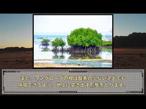マングローブ.jpg