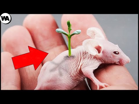 Природа Провела Странный Эксперимент С Крысой, и Вот Что Из Этого Вышло