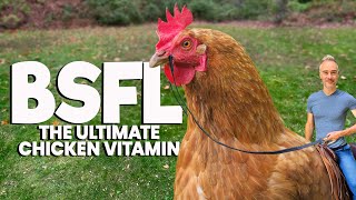 Black Soldier Fly Larva is Awesome for Chickens