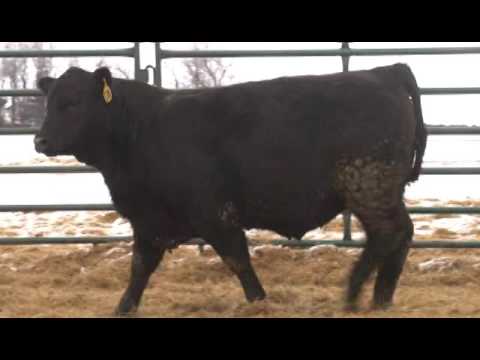 Lot 138 - EGL Cadillac C367