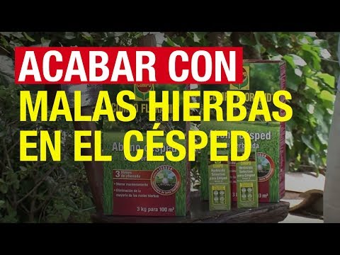 Acabar con las malas hierbas en el césped - COMPO Jardinería