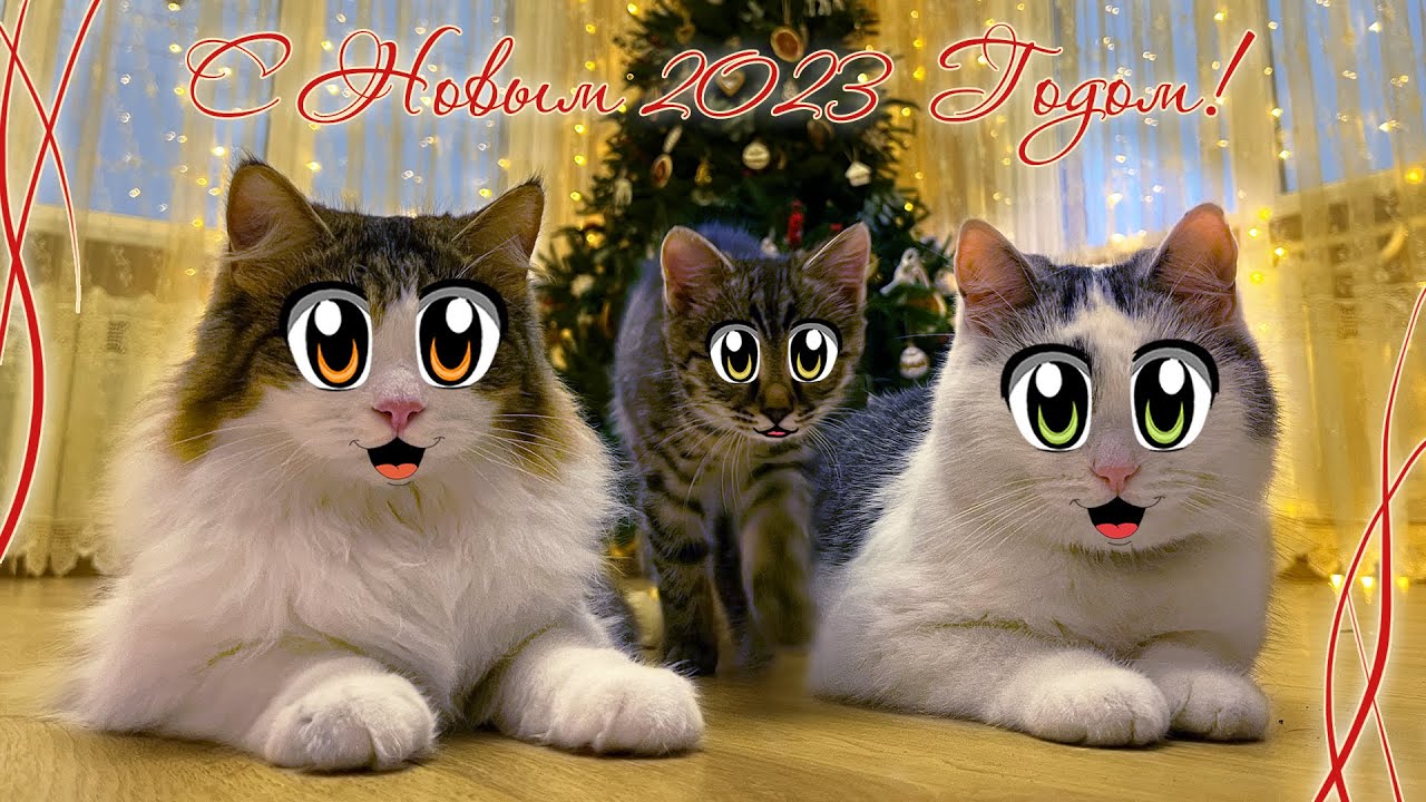 Анука давайка котята исы. Кот малыш и кошка мурка анука давайка. Прикольные котята. А ну ка давай ка эни. Кролик баффи а ну ка давайка.