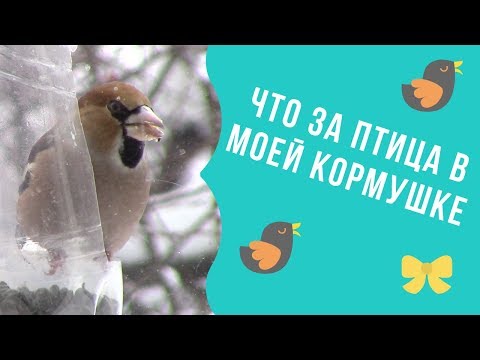 Что за птица с большим клювом в моей кормушке клюет семечки