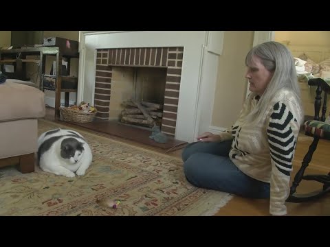 Patches the 40-pound cat gets adopted, goes on diet