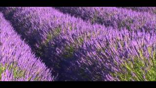 Aphex Twin - mold (lavender field)