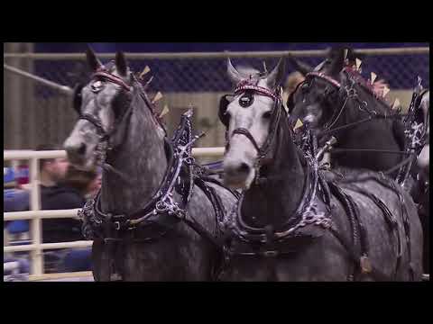 Gentle Giants $100,000 invitational Six Horse Hitch Championship Pt 2
