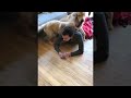 Adorable dogs mistake their owner’s braid for a chew toy