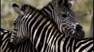 Papa Wemba Show Me The Way