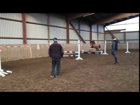 3 jähr. Wallach D-Day AT x Daiquiry 1,45m