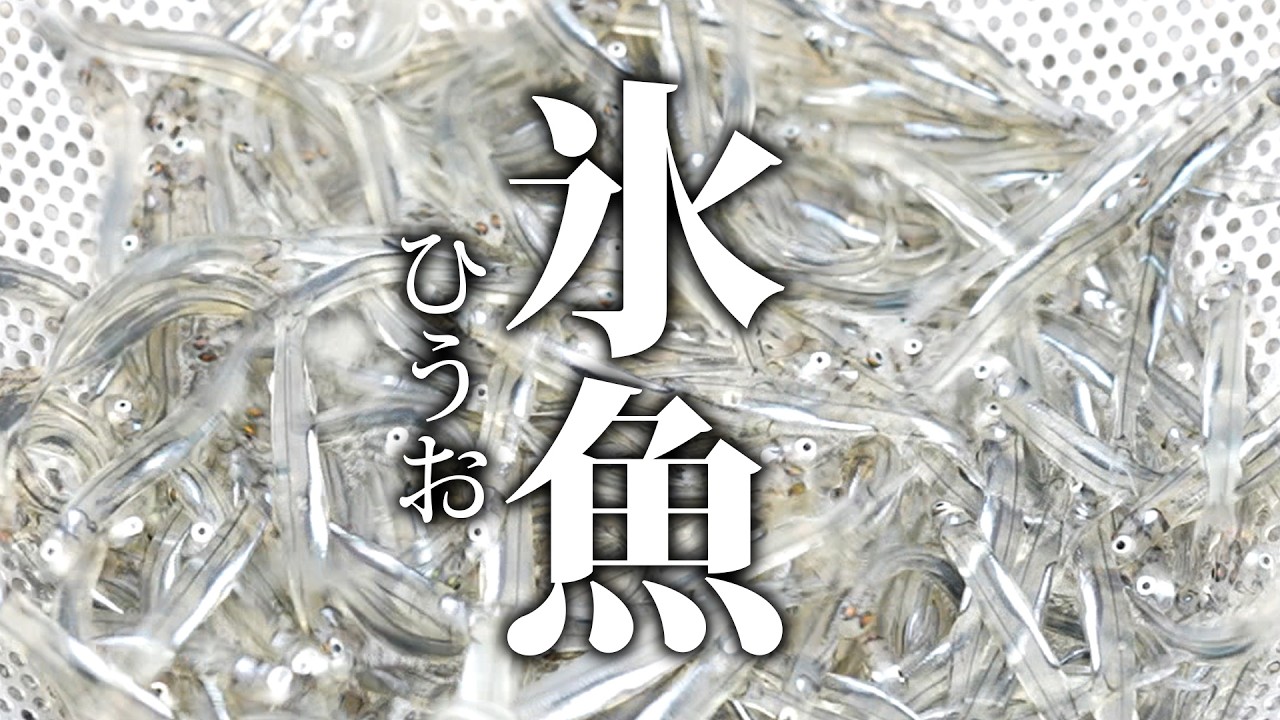 琵琶湖のダイヤモンド氷魚漁に潜入！氷魚丼を出す店「BIWAKO DAUGHTERS」