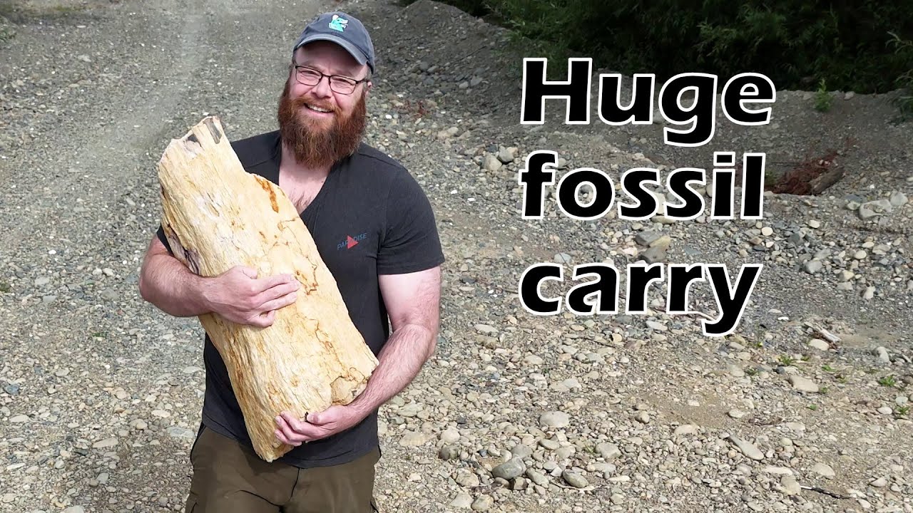 Giant fossil discovery and carry - it weighed quite a bit