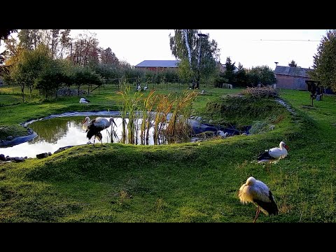 Kozubszczyzna - oczko wodne