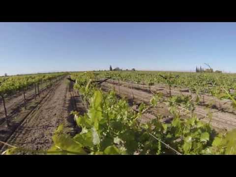 Marc Suderman #272 | Selma Pete grapes | 4/9/13