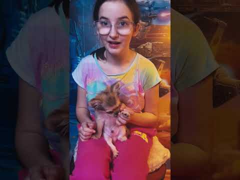 Chihuahua puppy for sale