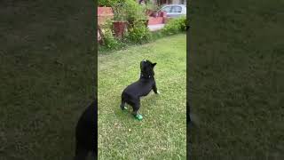 Funny Puppy Plays In New Dog Boots #shorts