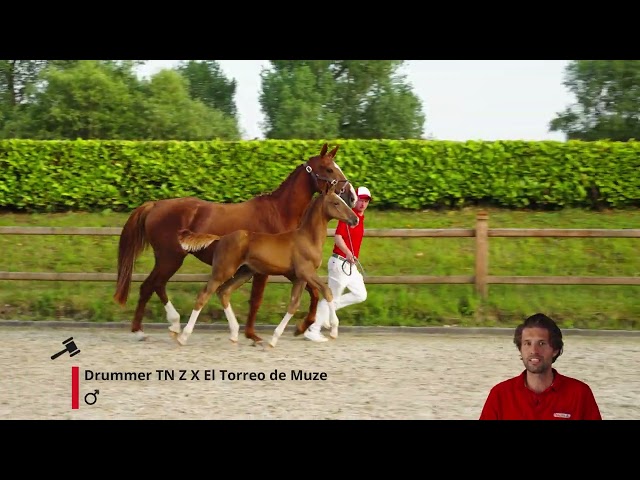 Drumstick Eyckeveld Z