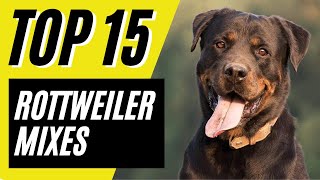 15 AWESOME Rottweiler Mixes - Dogs Mixed with Rottweilers | Rottie Mixes