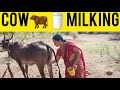 Viral Cow Milk Making Vlog ️