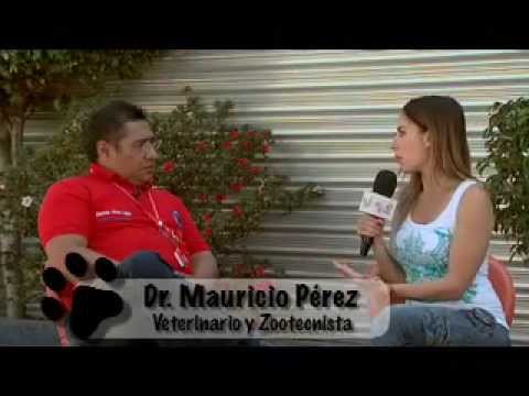 Perros de Guardia y Protección