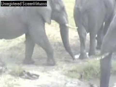 A lone elephant gets company from a small herd at Nkorho