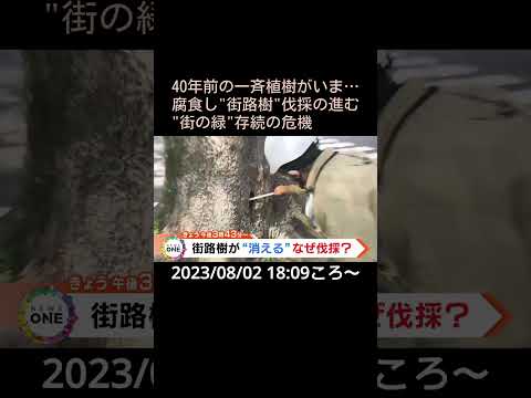 トランペットの木の伐採:手順とヒント 植物