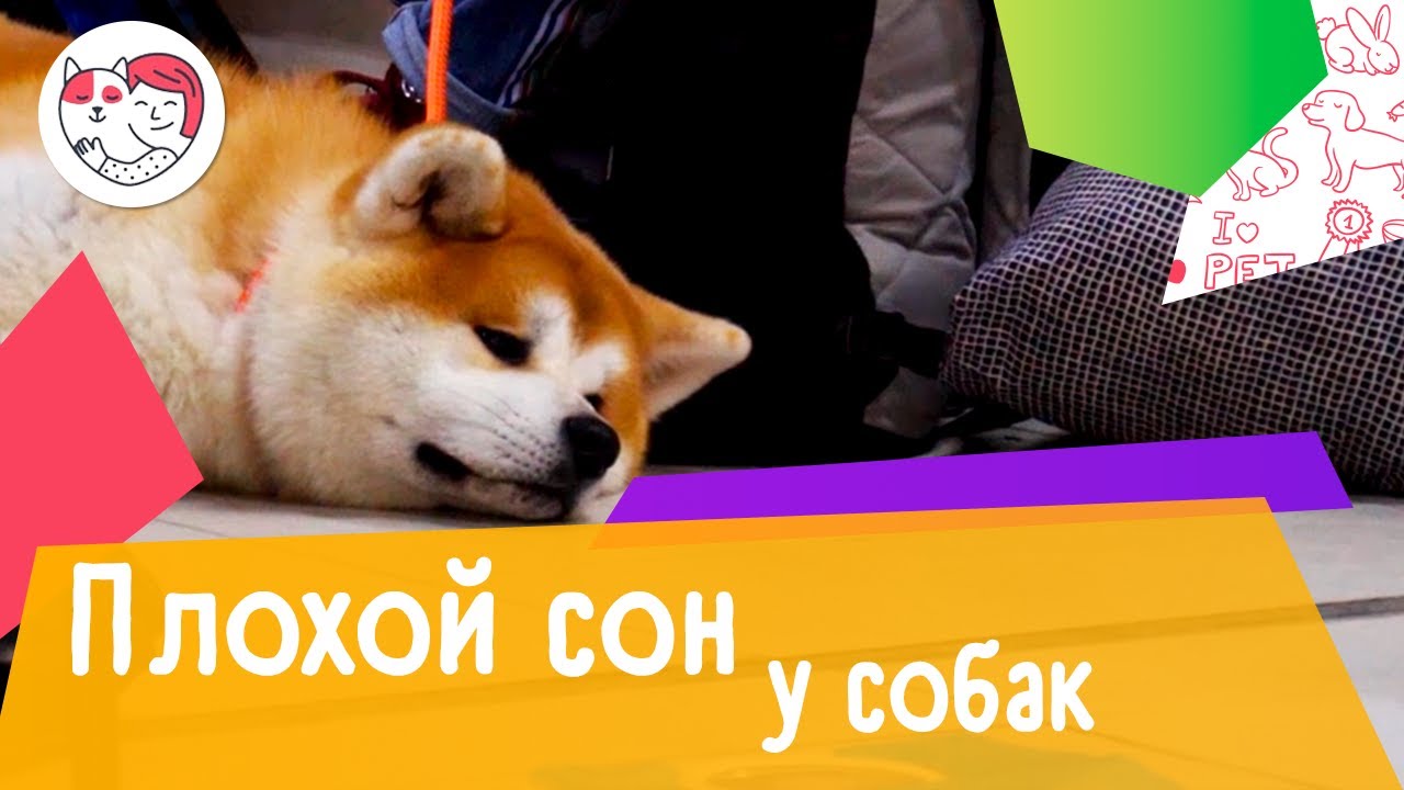6 причин плохого сна у собаки