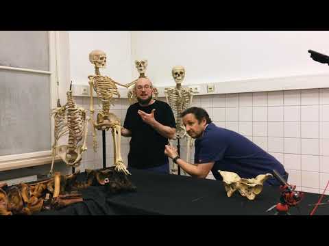 A quick overview of the joints of the lower extremities – anatomy in a nutshell!