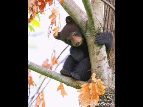 Învierea fiicei lui Iair,  Pr. Filip Marius